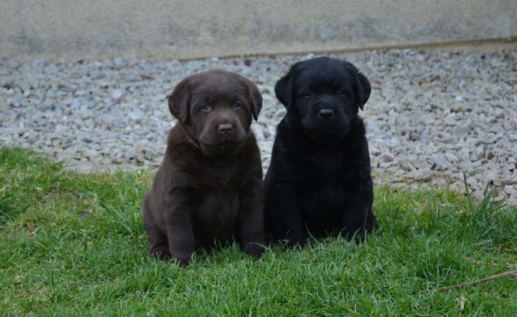 Du Petit Vey - Labrador Retriever - Portée née le 18/03/2020