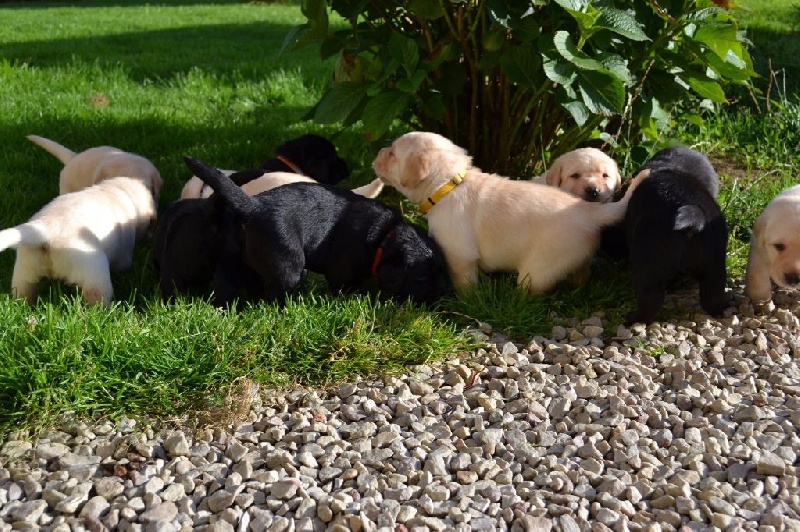 Du Petit Vey - Labrador Retriever - Portée née le 15/07/2016