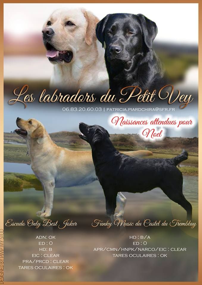 Du Petit Vey - Labrador Retriever - Portée née le 27/12/2017