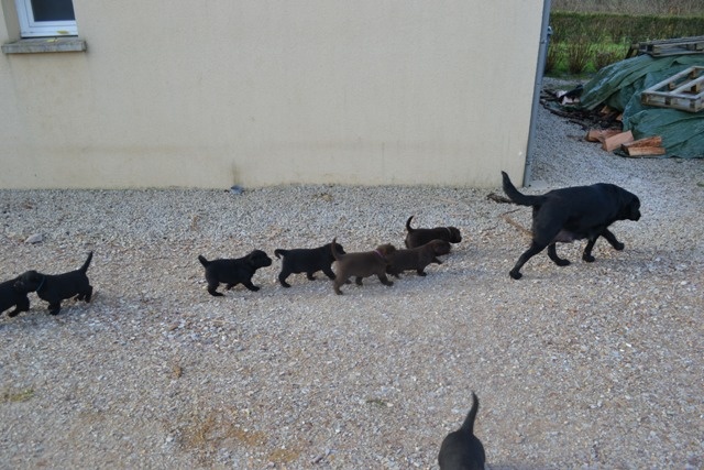 Du Petit Vey - Labrador Retriever - Portée née le 12/01/2013