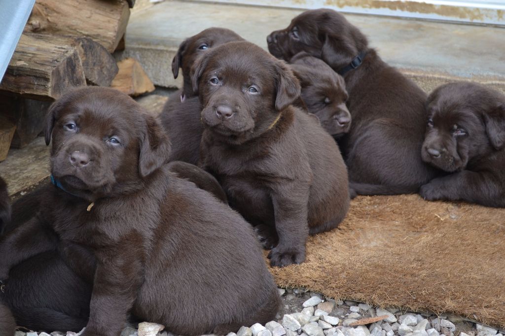 Du Petit Vey - Labrador Retriever - Portée née le 30/03/2017