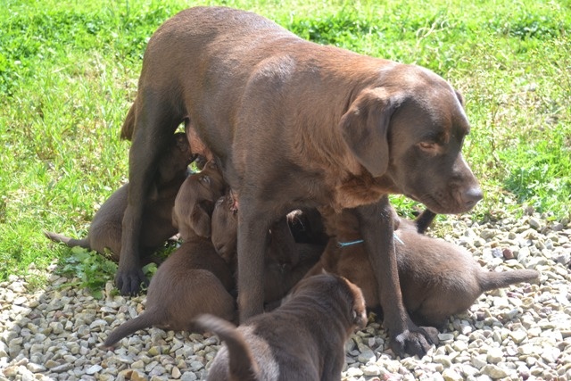 Du Petit Vey - Labrador Retriever - Portée née le 09/05/2012