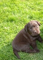 Chocolat collier bleu