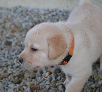 femelle sable collier orange