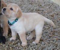 male sable collier bleu