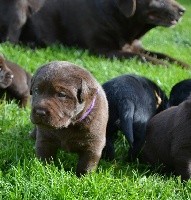 Chocolat collier violet