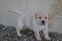 male sable collier jaune