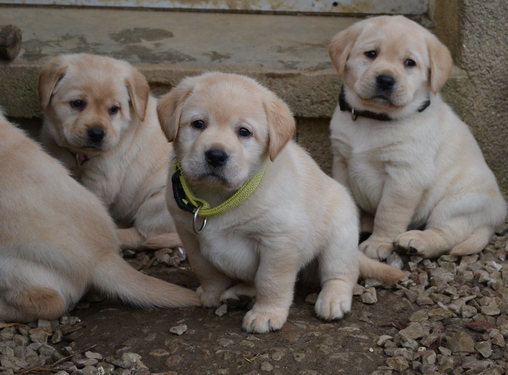 Du Petit Vey - Labrador Retriever - Portée née le 17/01/2020