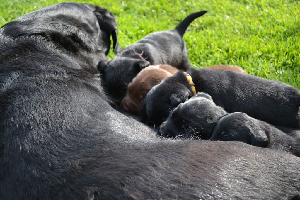 Du Petit Vey - Labrador Retriever - Portée née le 17/03/2019