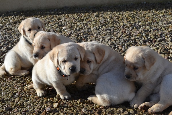 Du Petit Vey - Labrador Retriever - Portée née le 19/01/2014