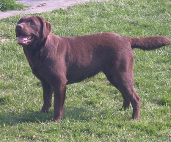 Easy girl De la pellousery