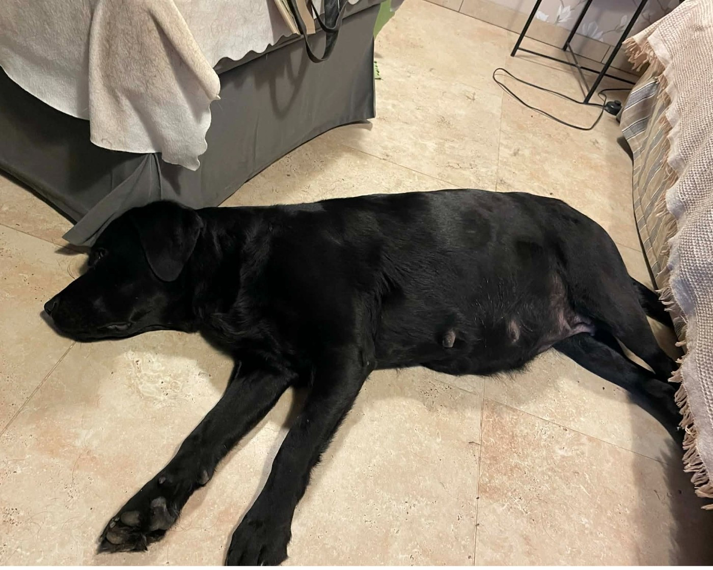 Bébés sable et noir attendus fin janvier 2026