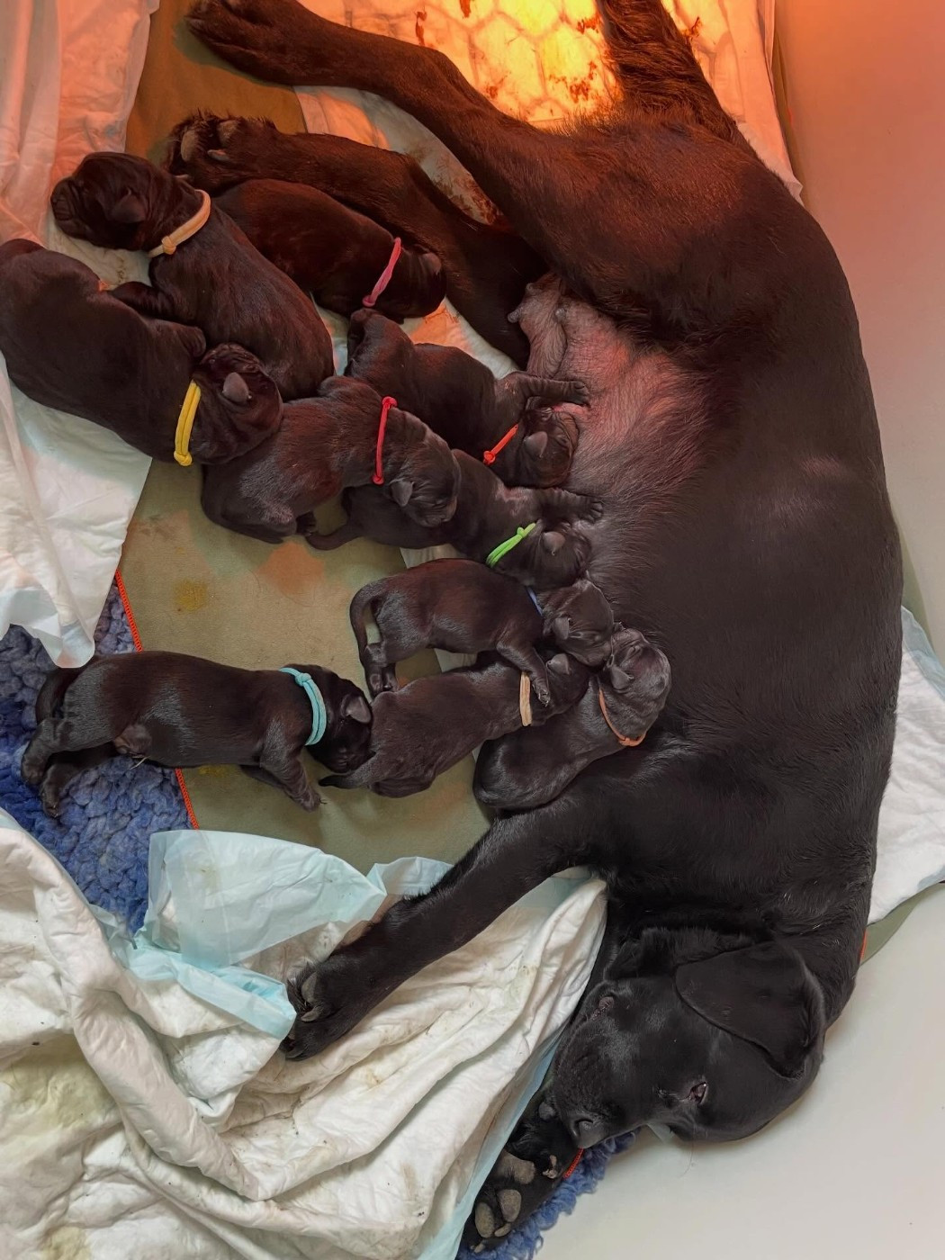 Chiots mâles noirs disponibles à la réservation