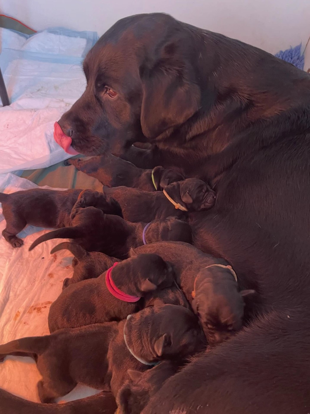 Du Petit Vey - Chiots disponibles - Labrador Retriever
