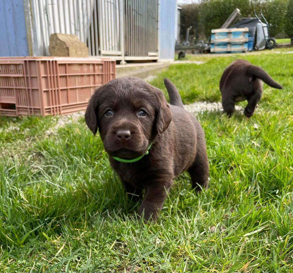 Chiot Labrador Retriever Du Petit Vey